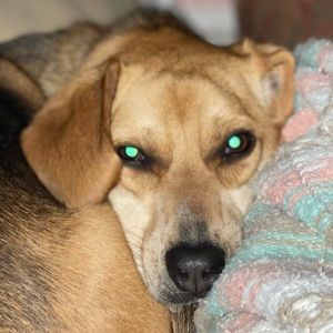 Meet your Posher, Logan